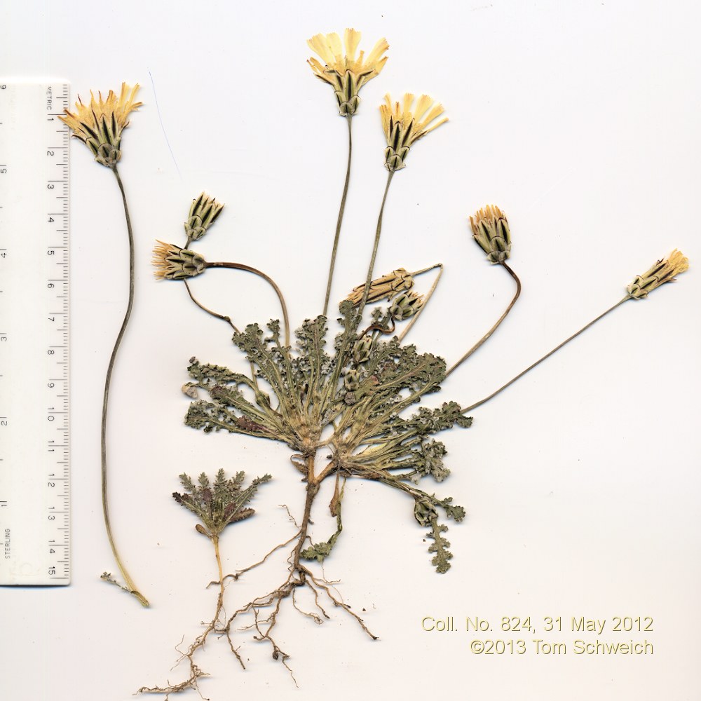 Asteraceae Anisocoma acaulis