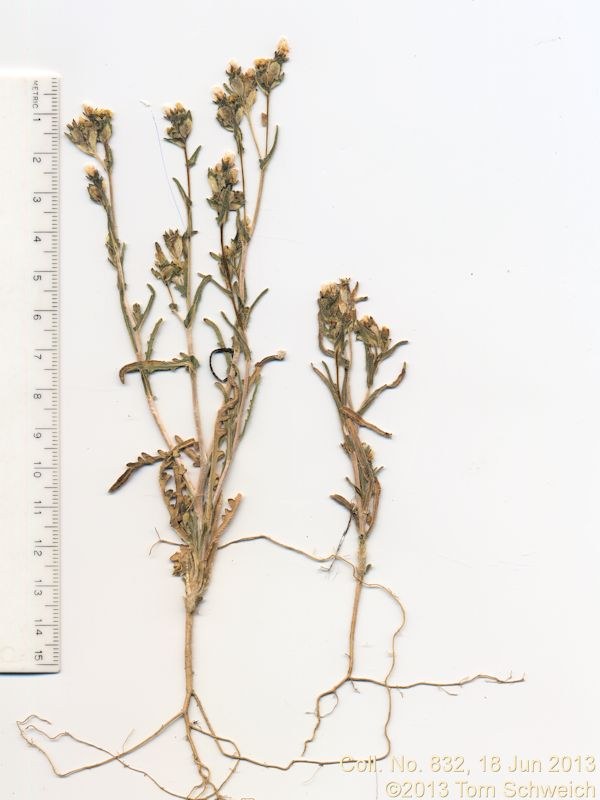 Loasaceae Mentzelia congesta