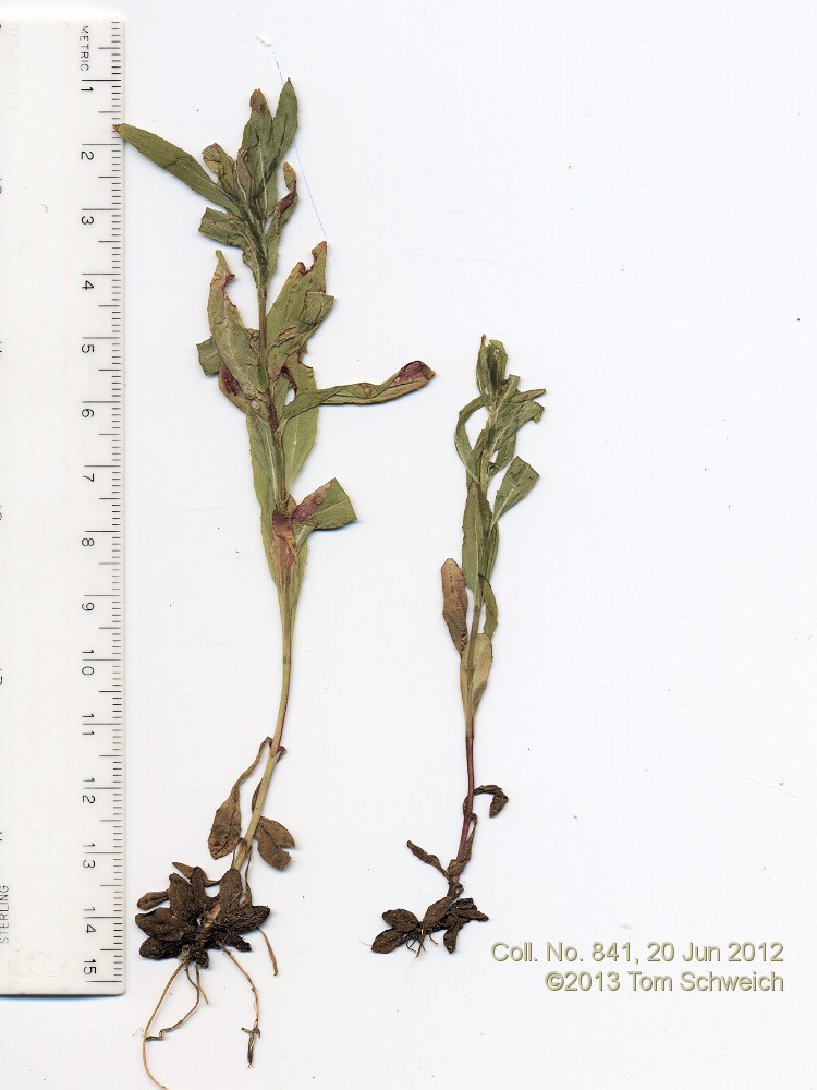 Onagraceae Epilobium