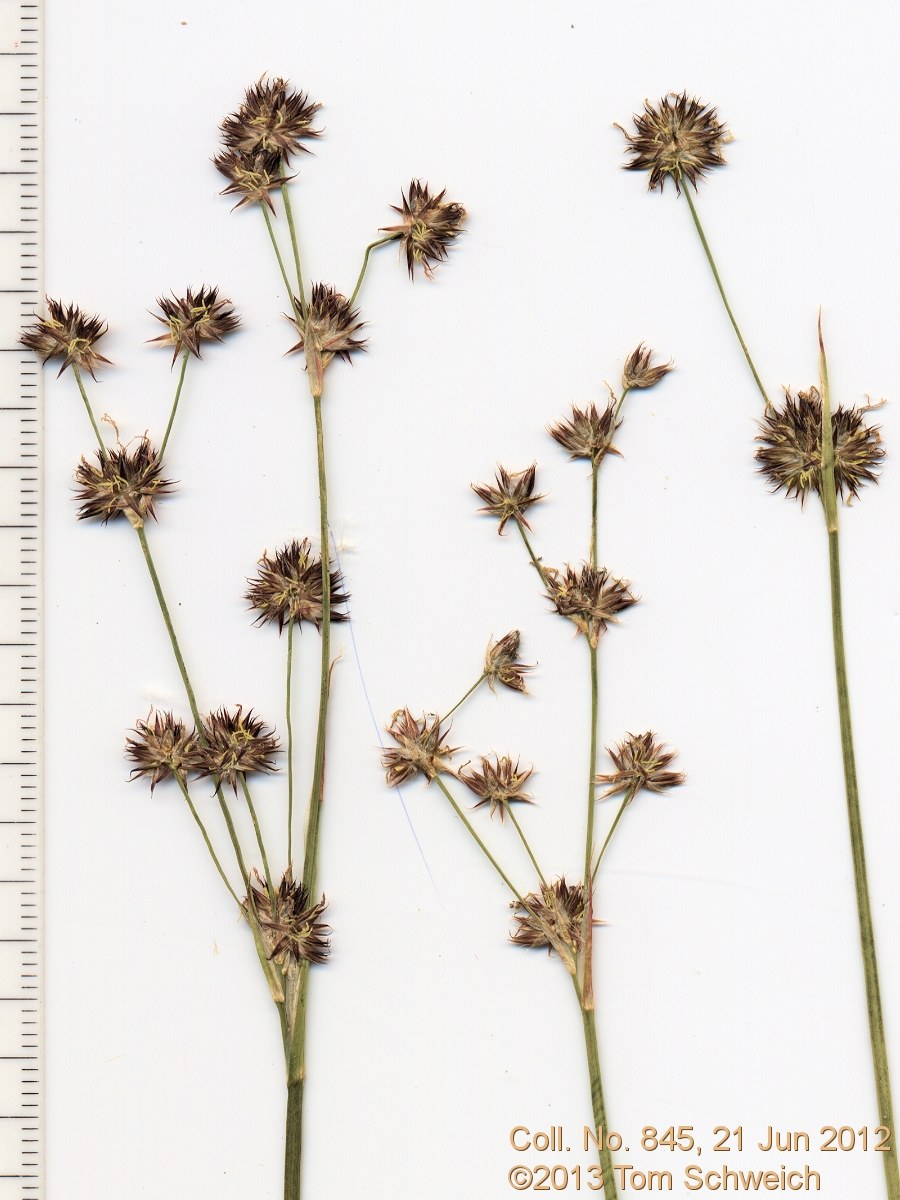 Juncaceae Juncus macrandrus