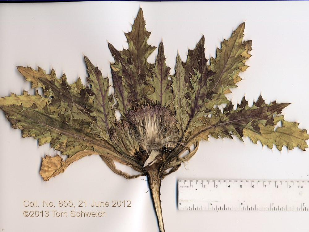 Asteraceae Cirsium scariosum congdonii