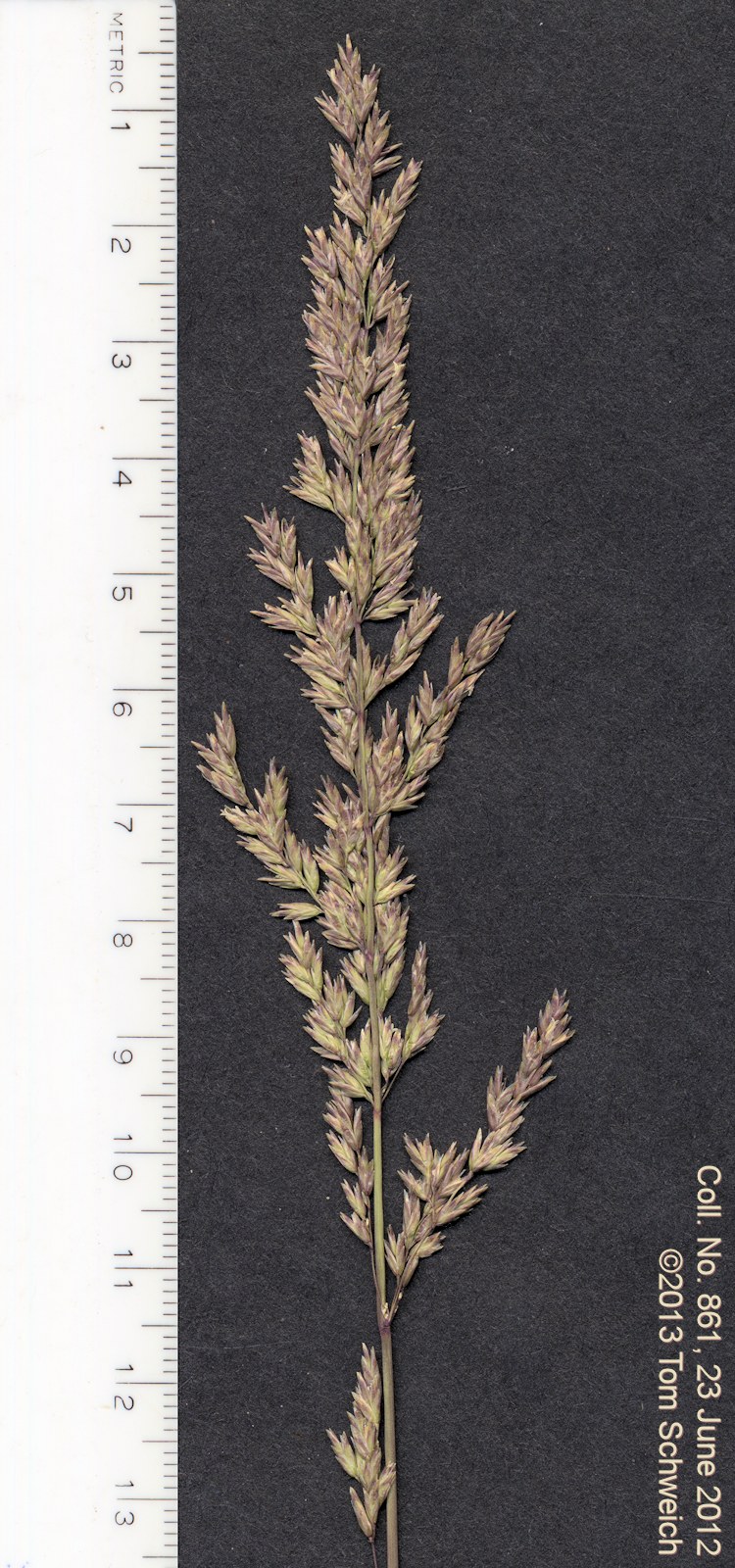 Poaceae Poa compressa