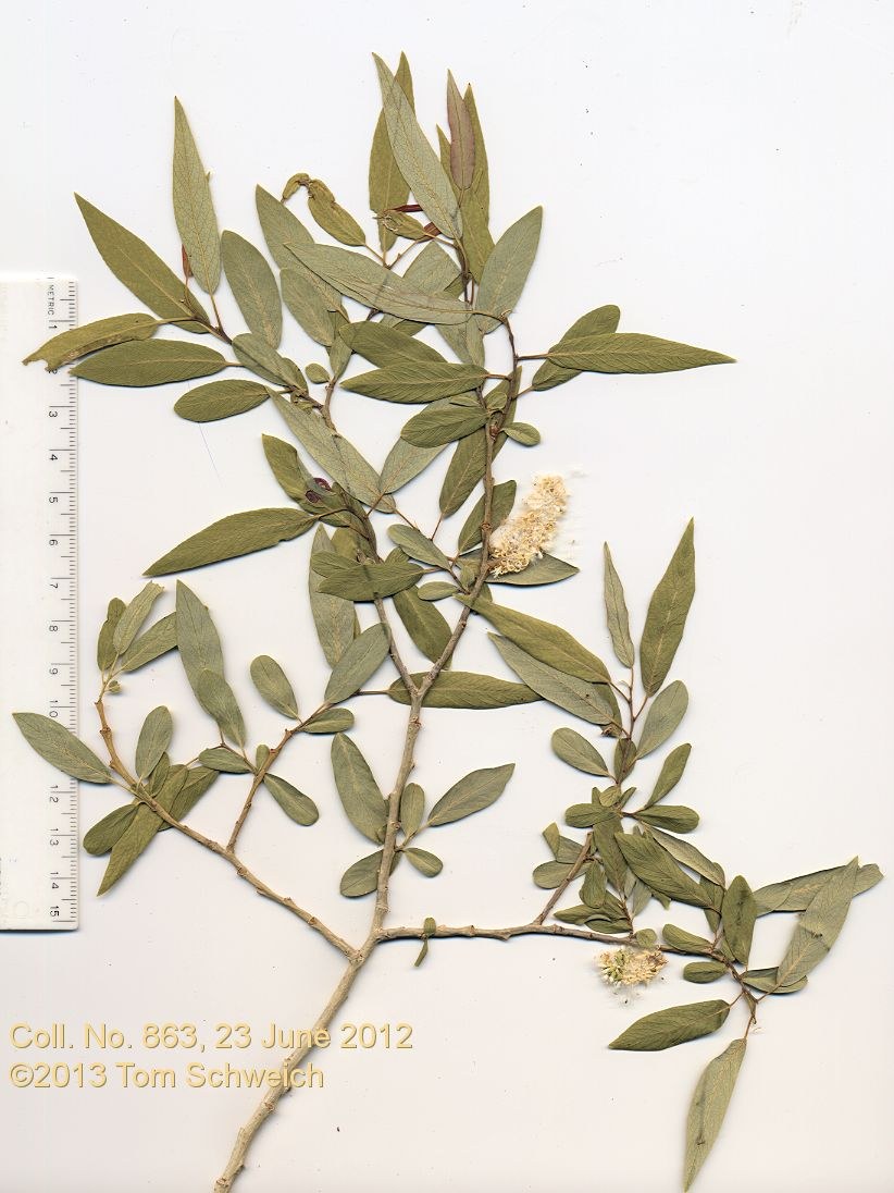 Salicaceae Salix geyeriana