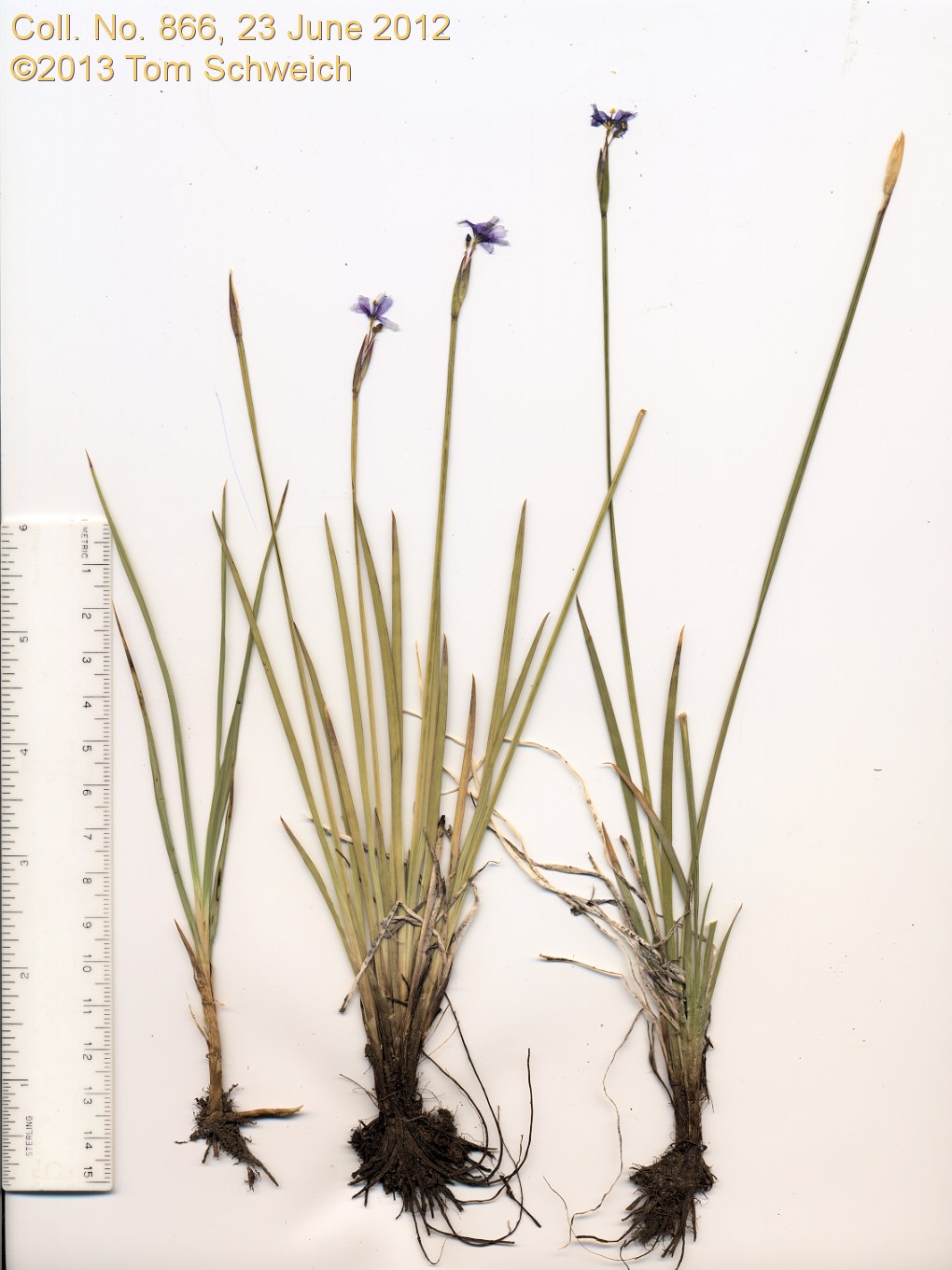 Iridaceae Sisyrinchium idahoense occidentale