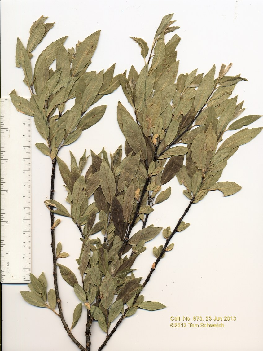 Salicaceae Salix lasiolepis