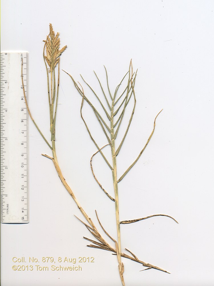 Poaceae Distichlis spicata