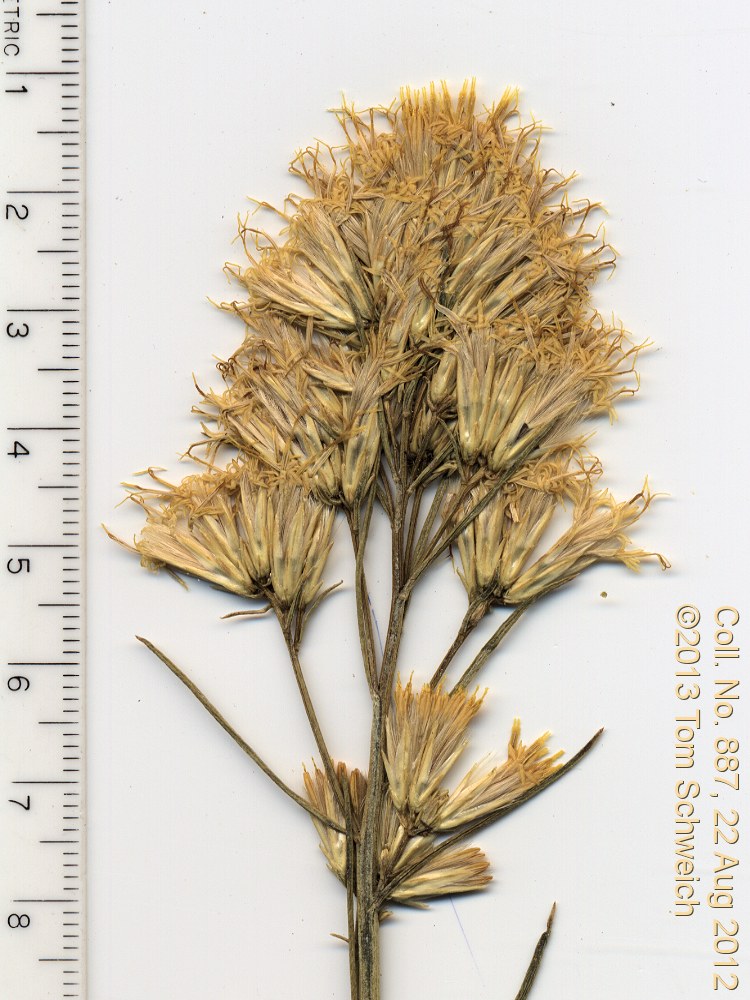 Chrysothamnus viscidiflorus puberulus