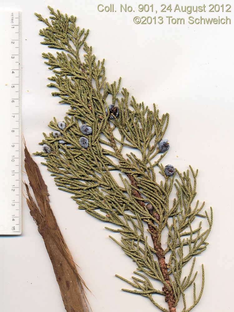 Cupressaceae Juniperus grandis