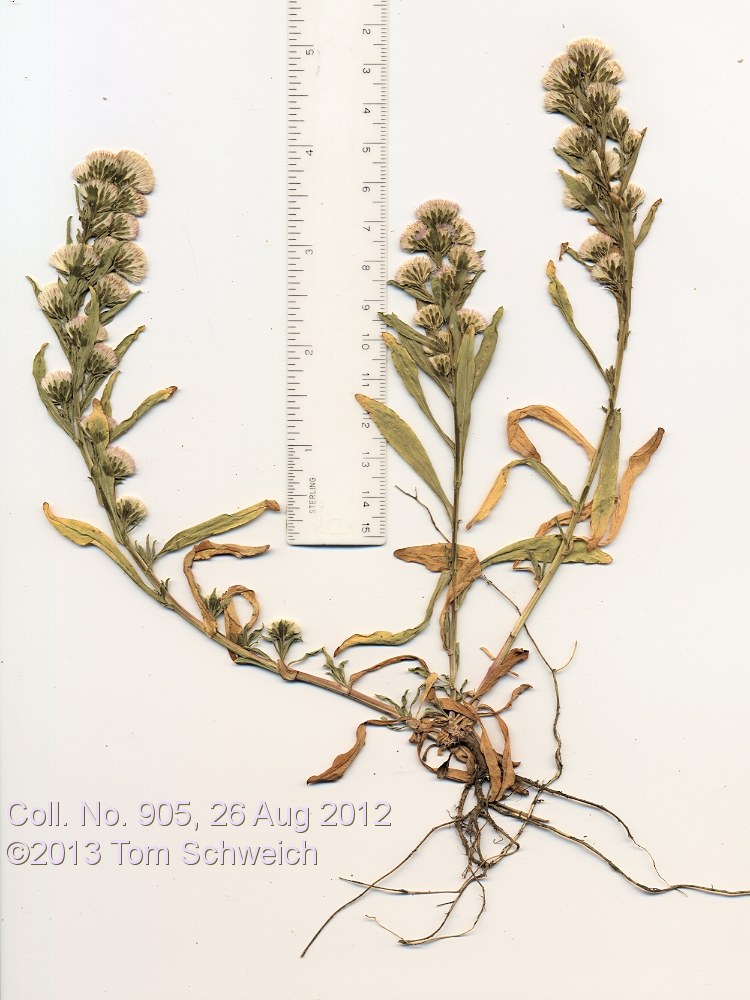 Asteraceae Symphyotrichum frondosum