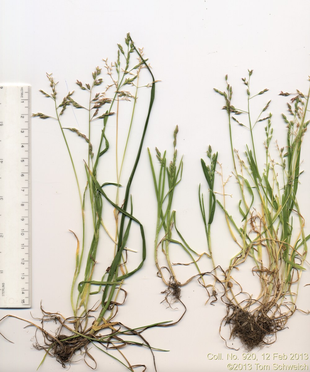 Poaceae Poa annua