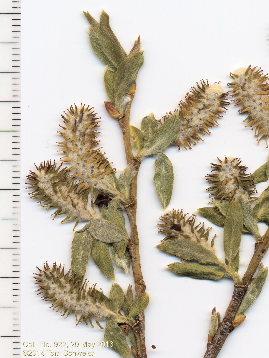 Salicaceae Salix