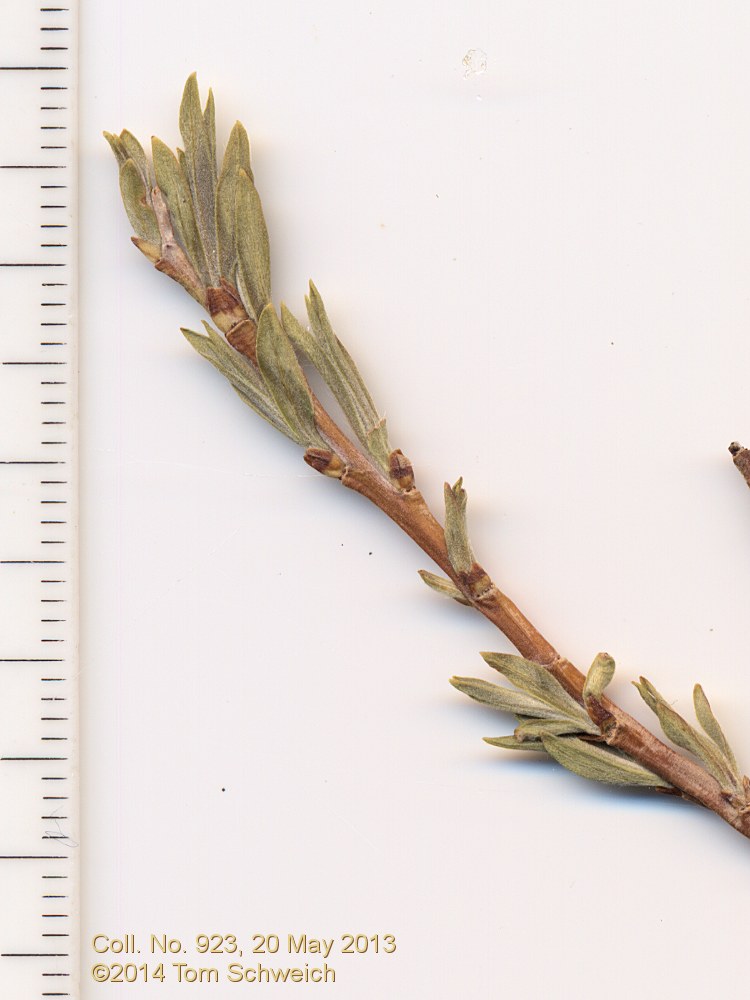 Salicaceae Salix