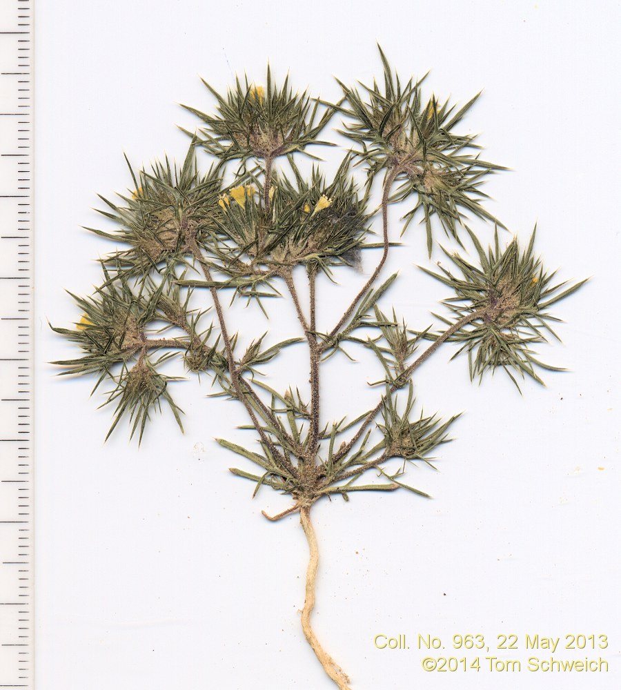 Polemoniaceae Navarretia breweri