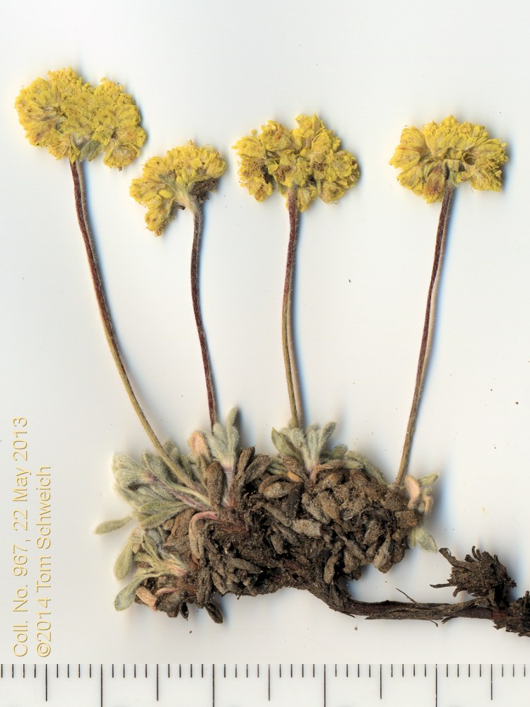 Polygonaceae Eriogonum caespitosum