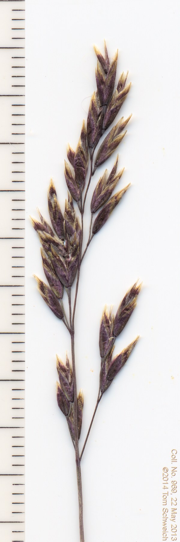 Poaceae Poa secunda secunda