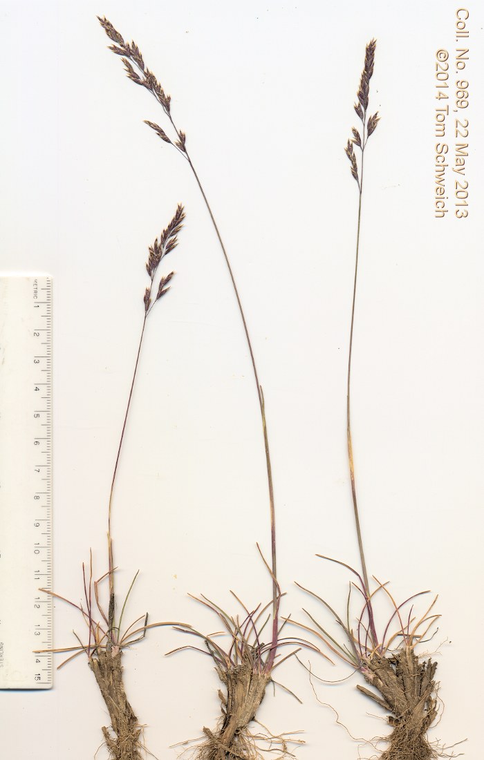 Poaceae Poa secunda secunda