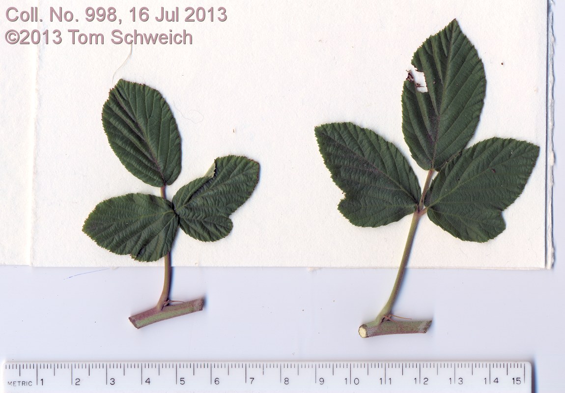 Rosaceae Rubus ulmifolius anoplothyrsus