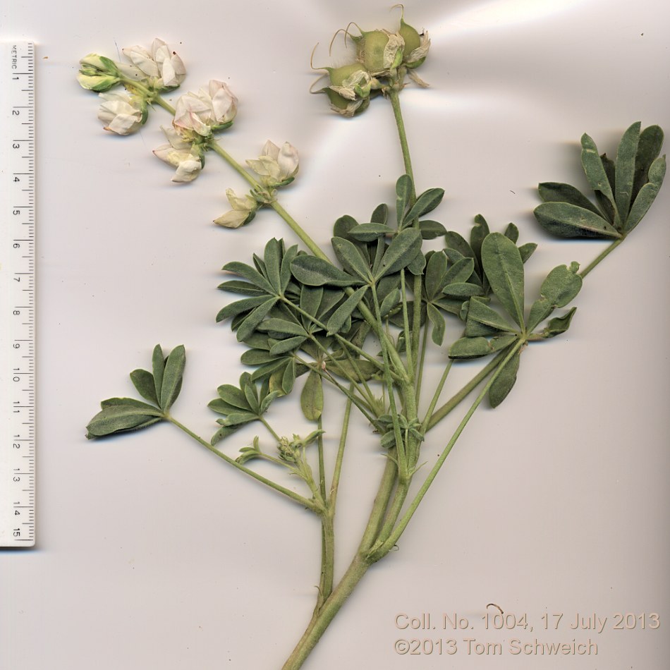 Fabaceae Lupinus microcarpus densiflorus