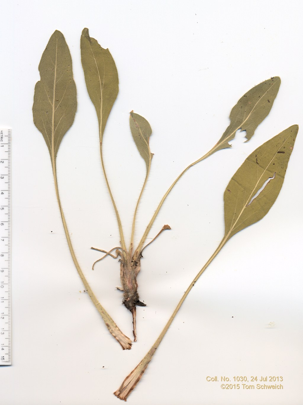 Polygonaceae Eriogonum elata elatum