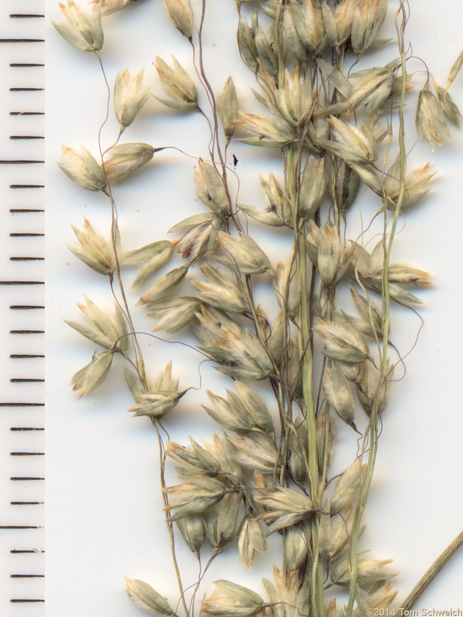 Poaceae Blepharoneuron tricholepis