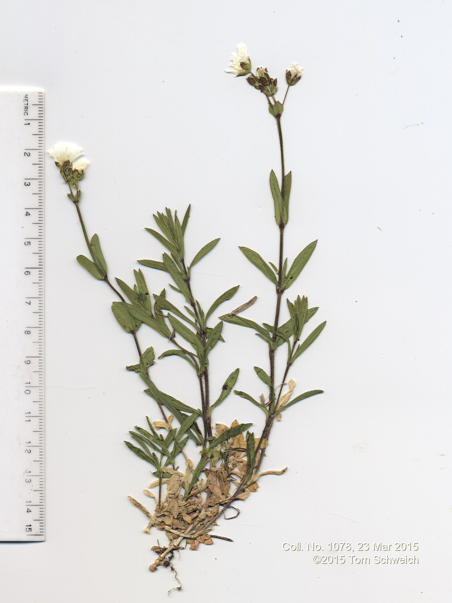 Caryophyllaceae Cerastium arvense strictum