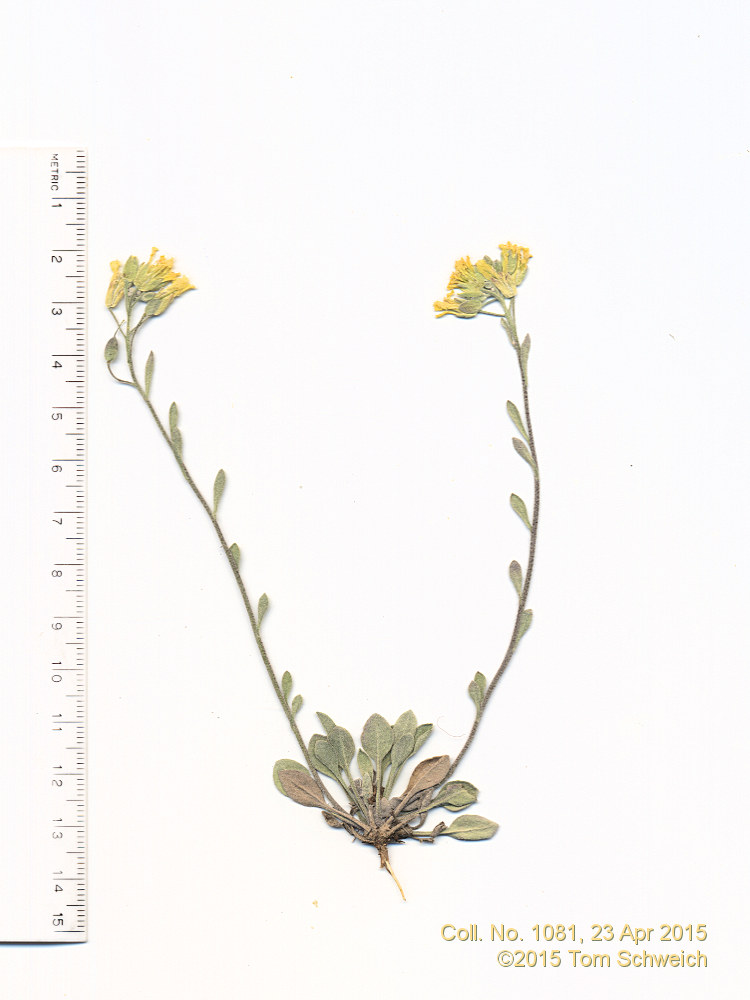 Brassicaceae Physaria montana