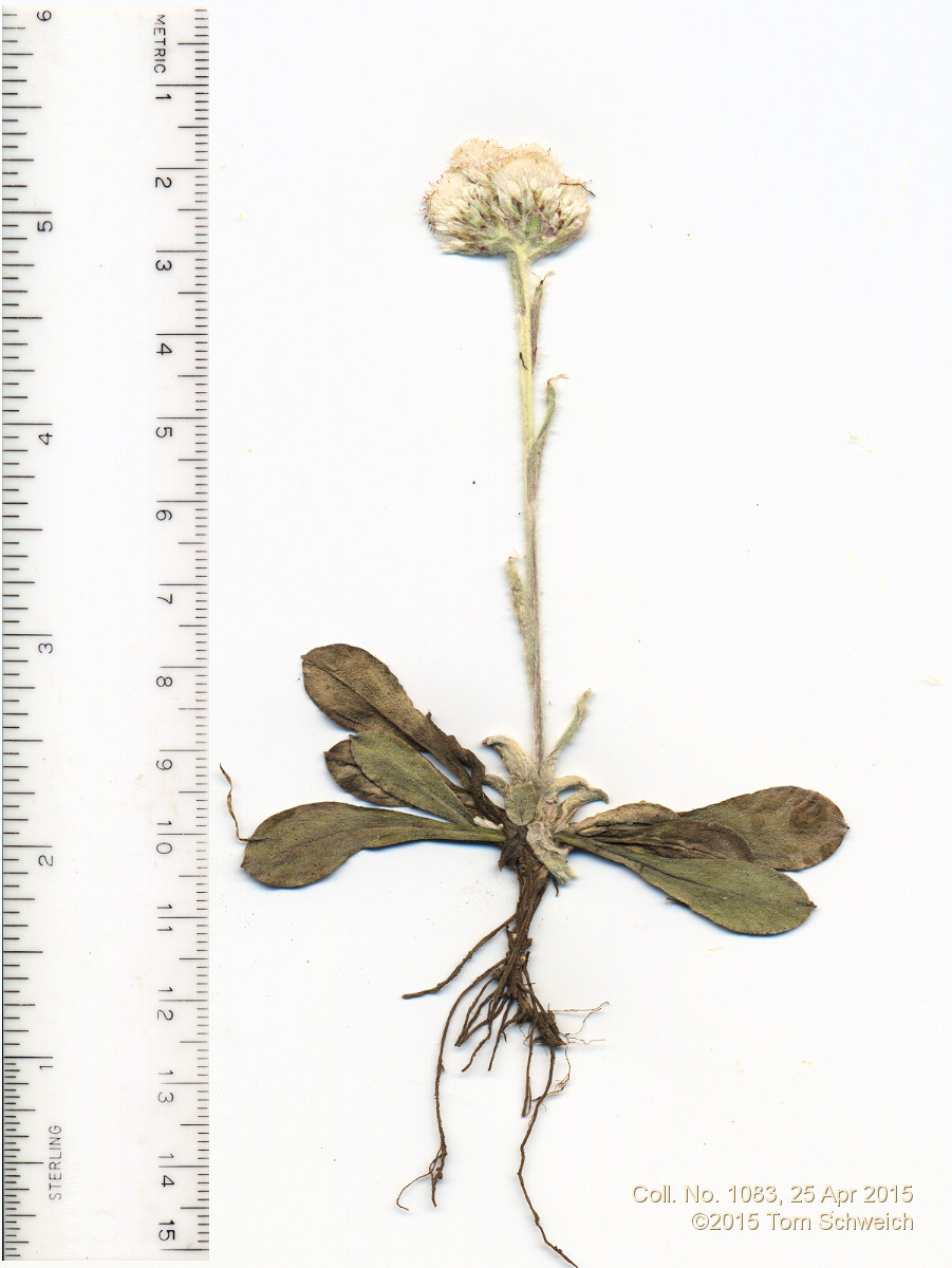 Asteraceae Antennaria rosea