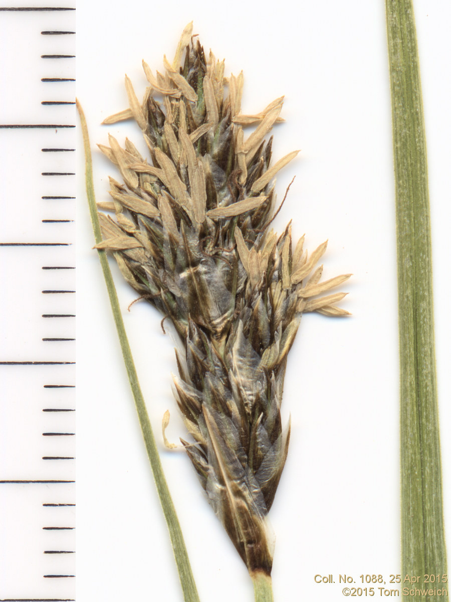 Cyperaceae Carex