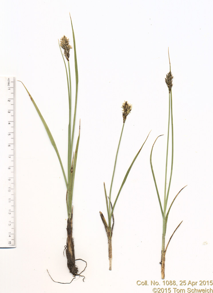 Cyperaceae Carex