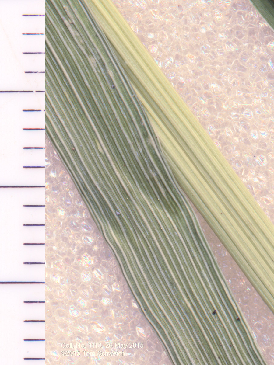 Poaceae Bromus inermis