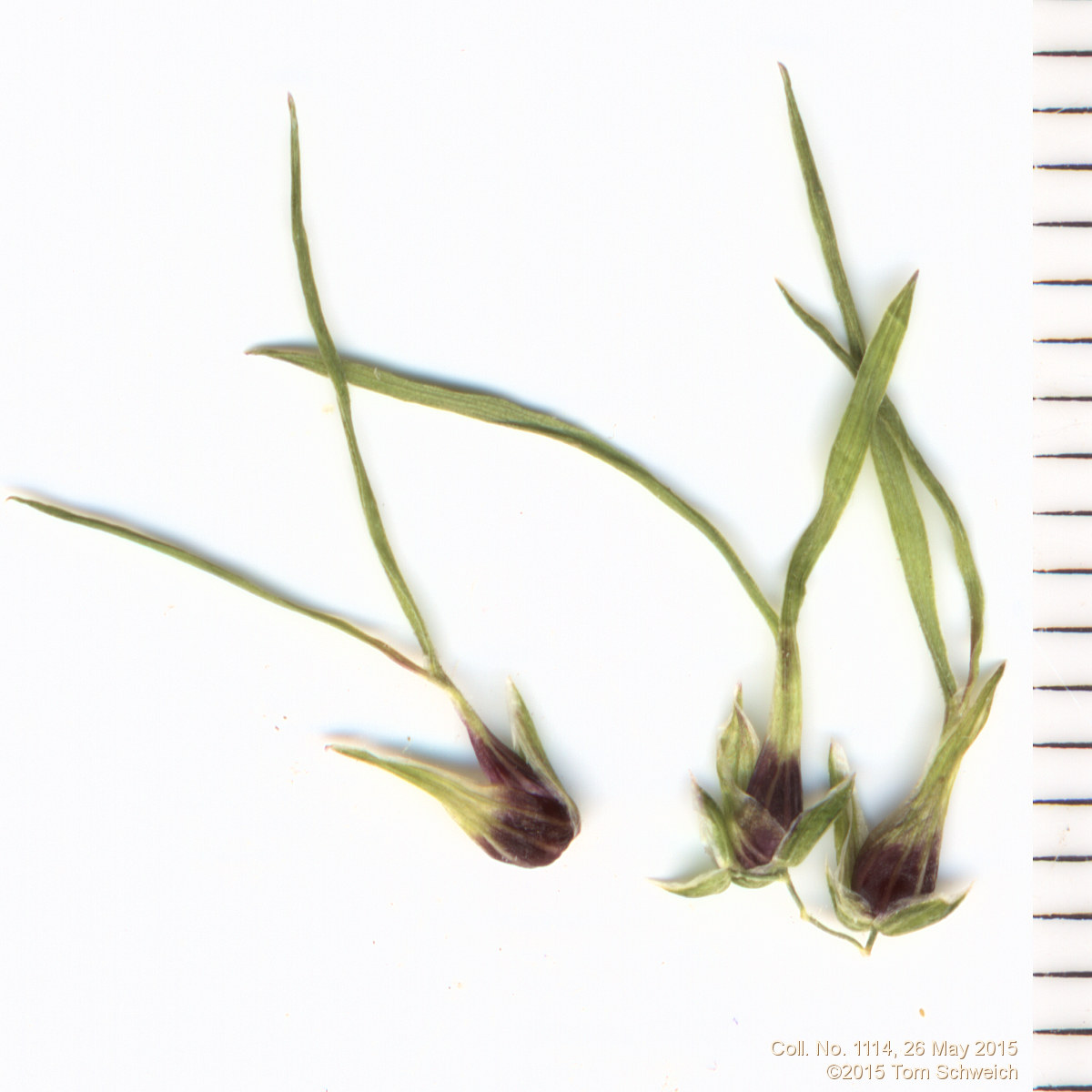 Poaceae Poa bulbosa