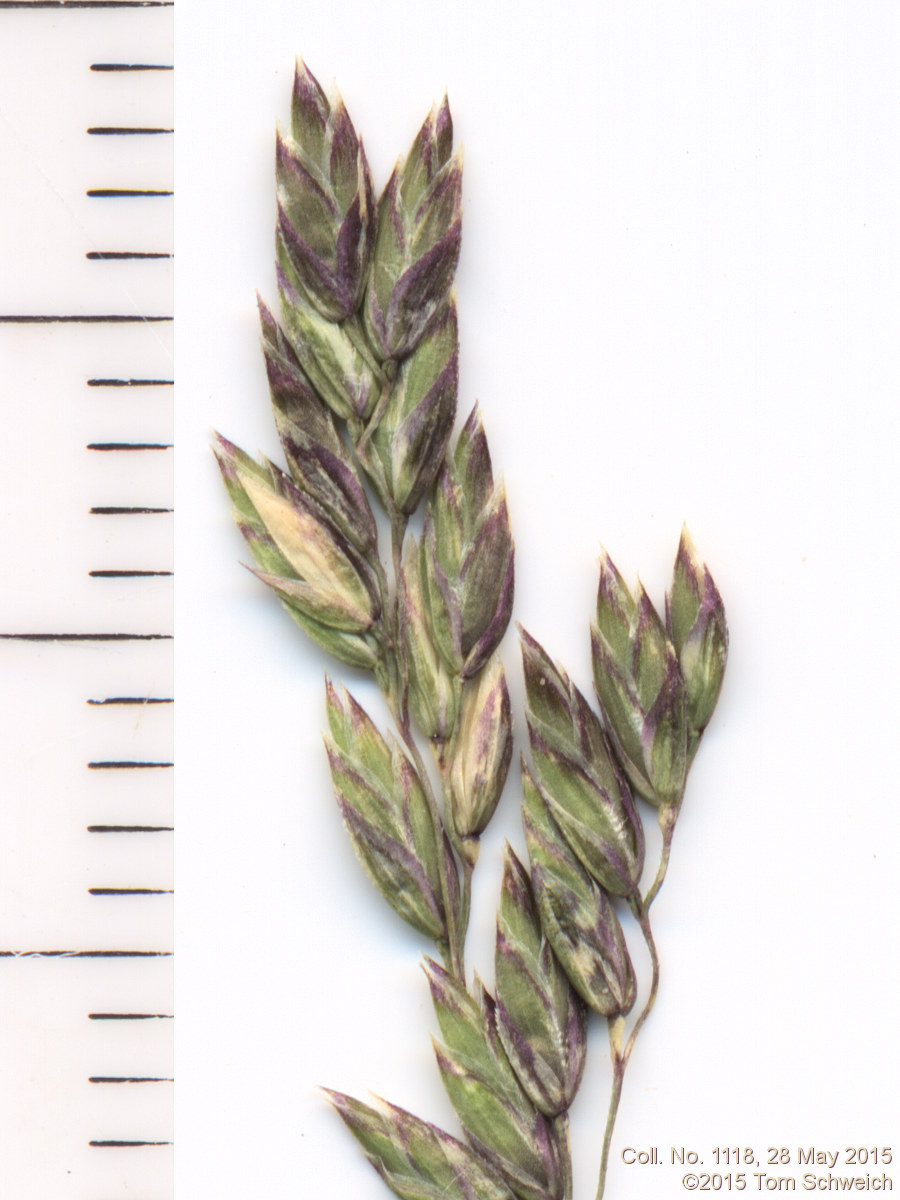 Poaceae Poa pratensis pratensis