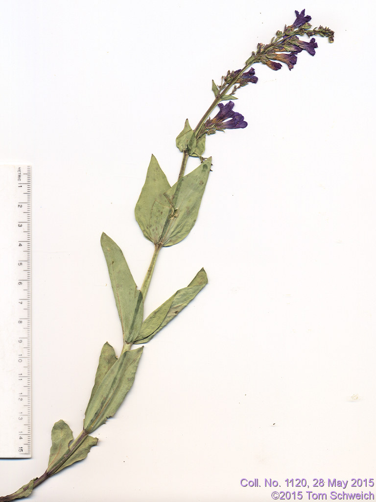 Plantaginaceae Penstemon secundiflorus