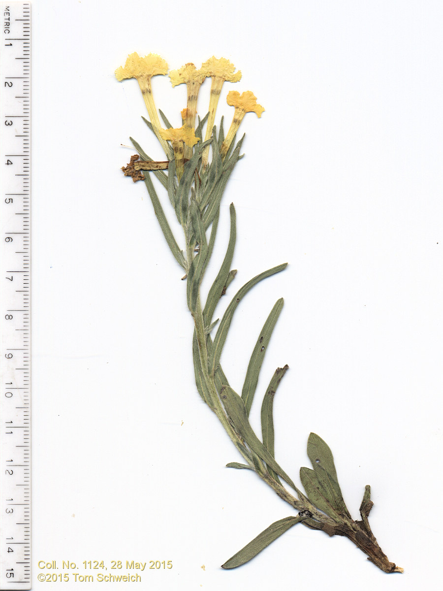 Boraginaceae Lithospermum incisum