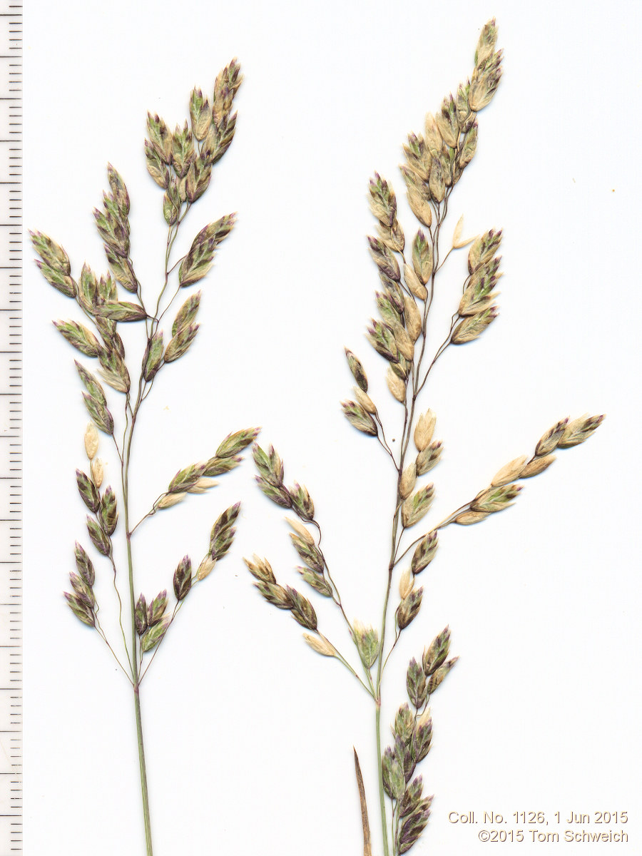 Poaceae Poa fendleriana fendleriana