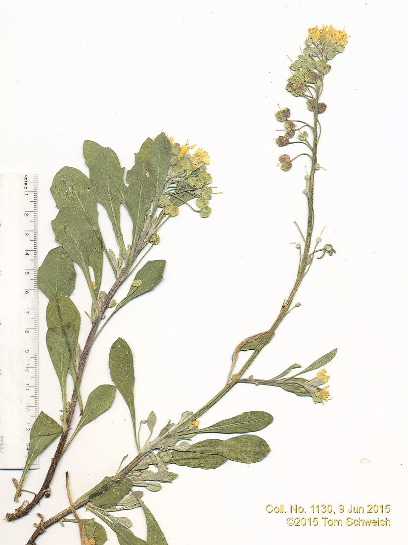 Brassicaceae Physaria vitulifera