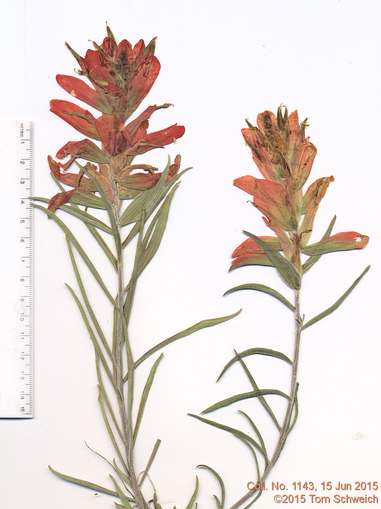 Orobanchaceae Castilleja integra