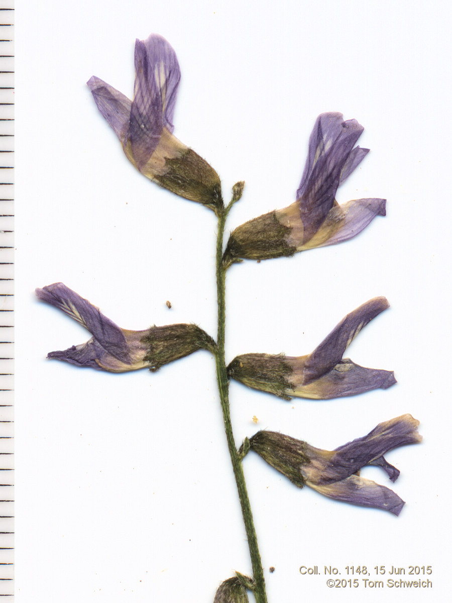 Fabaceae Astragalus flexuosus