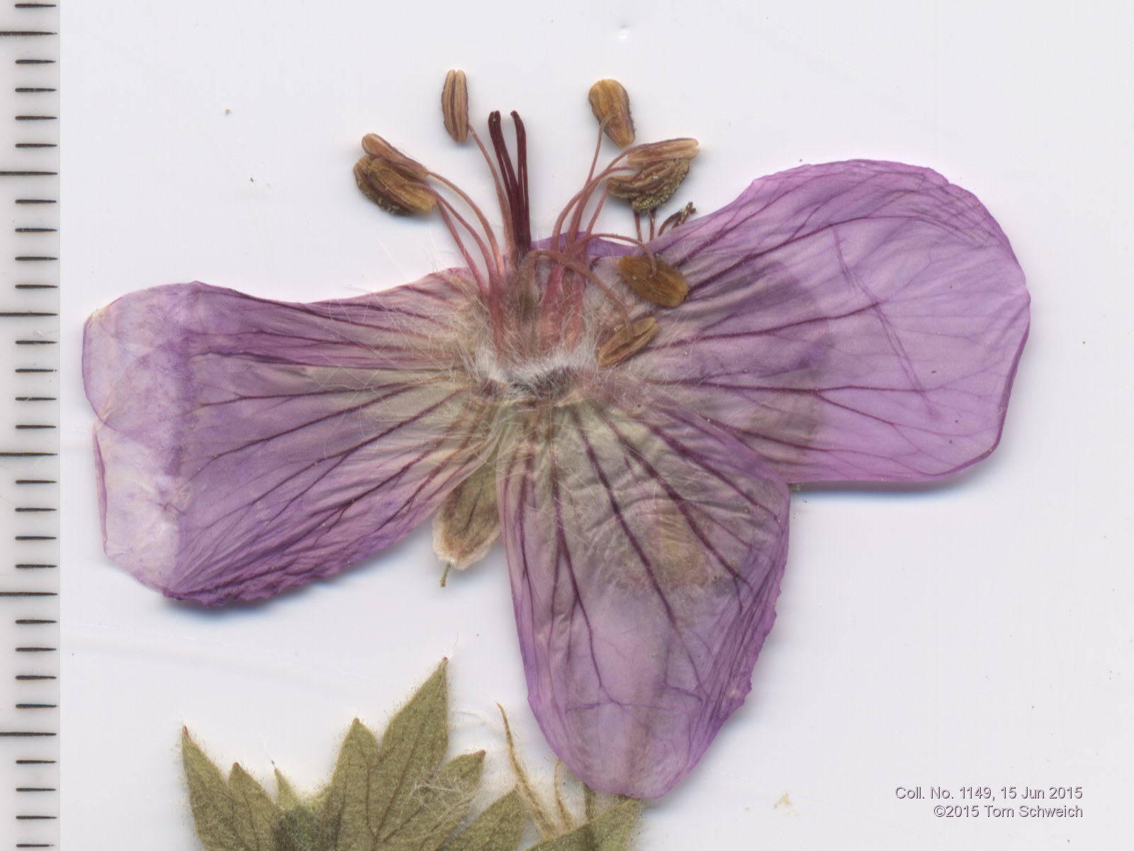 Geraniaceae Geranium caespitosum