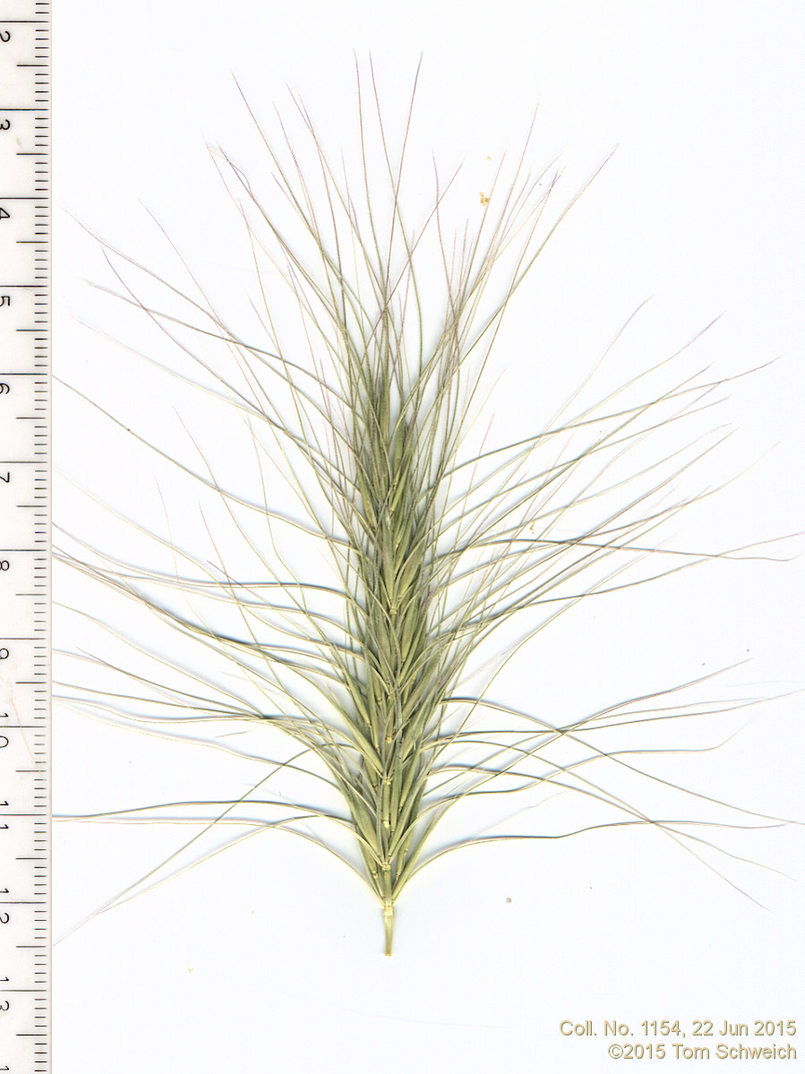 Poaceae Elymus elymoides elymoides