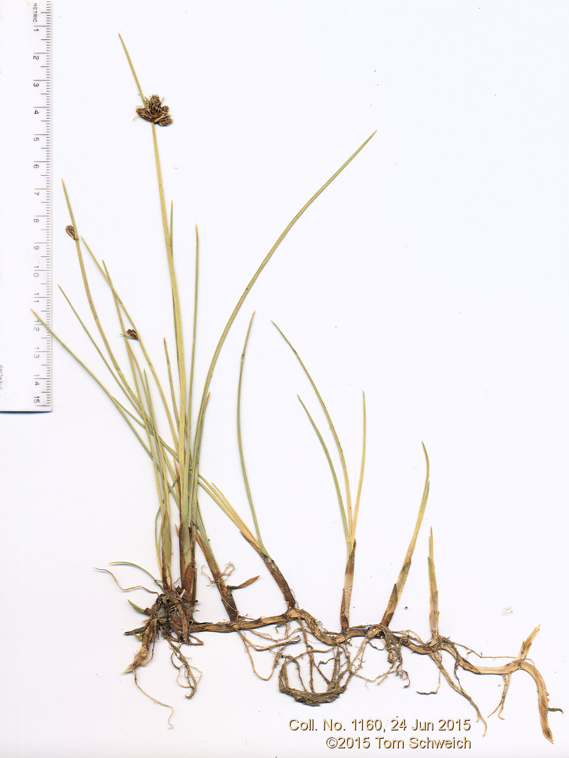 Cyperaceae Amphiscirpus nevadensis