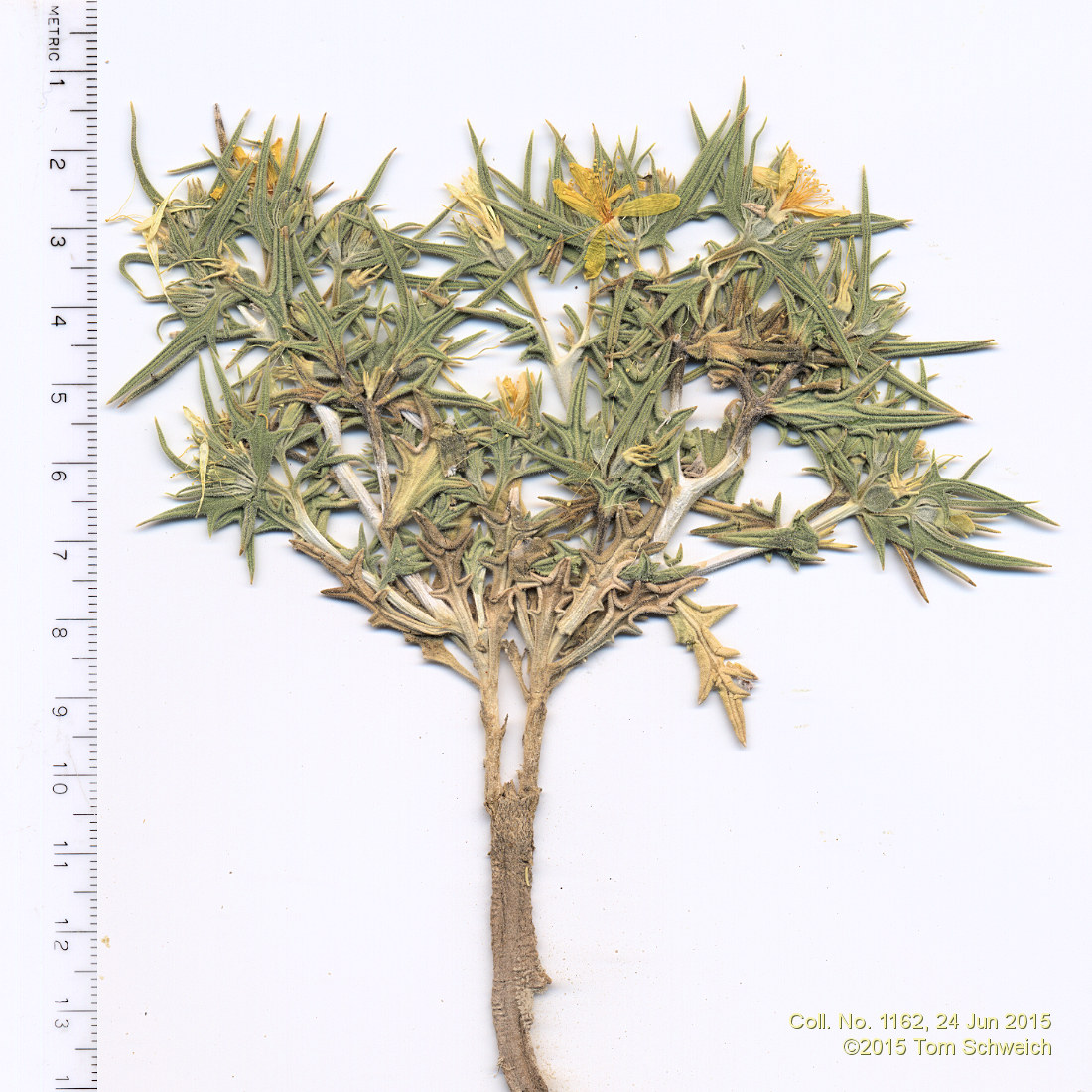 Loasaceae Mentzelia torreyi