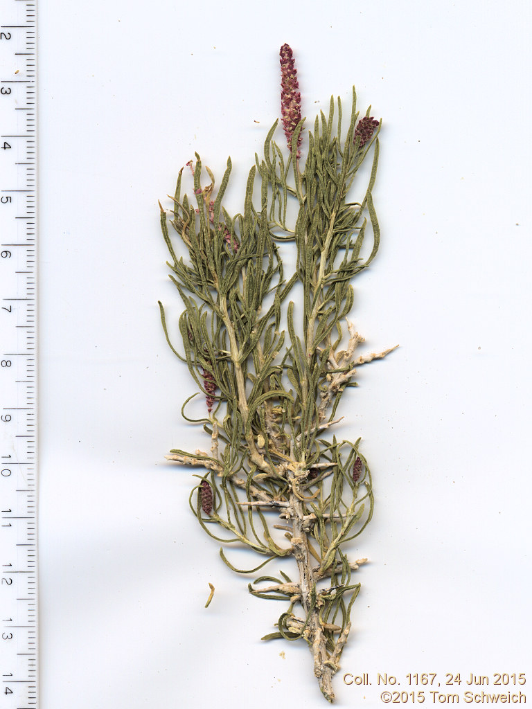 Sarcobataceae Sarcobatus vermiculatus