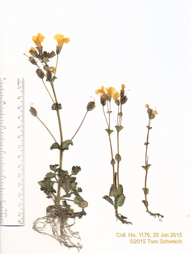 Phyrmaceae Erythranthe guttata