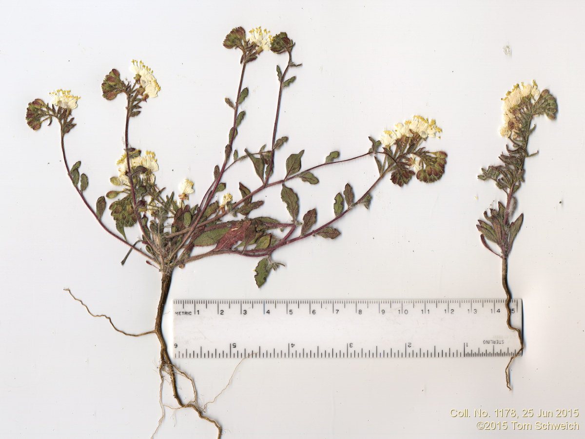 Onagraceae Eremothera boothii intermedia