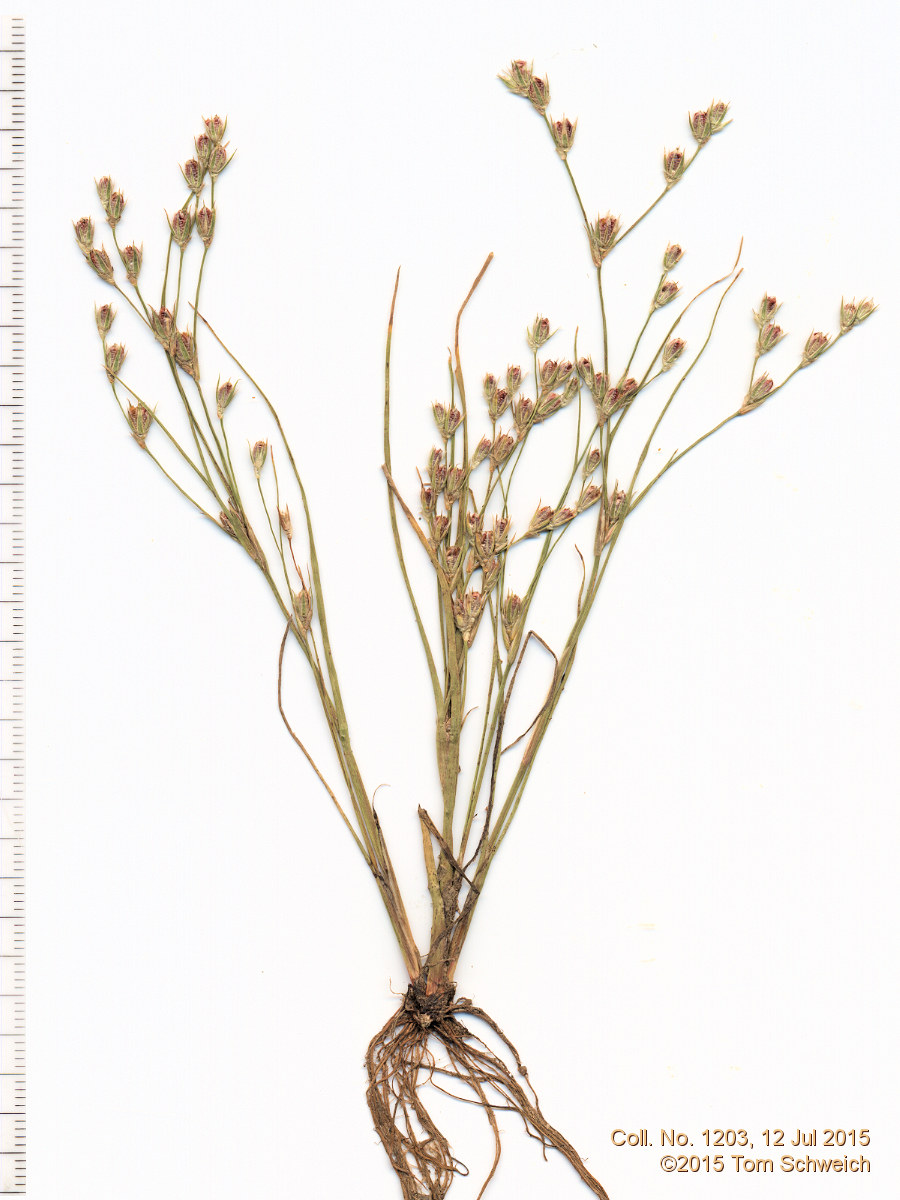 Juncaceae Juncus bufonius