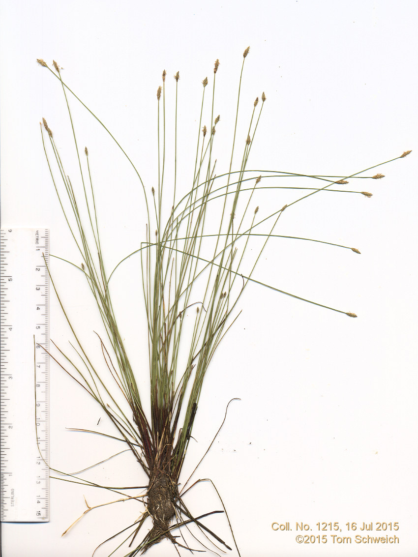 Cyperaceae Eleocharis palustris