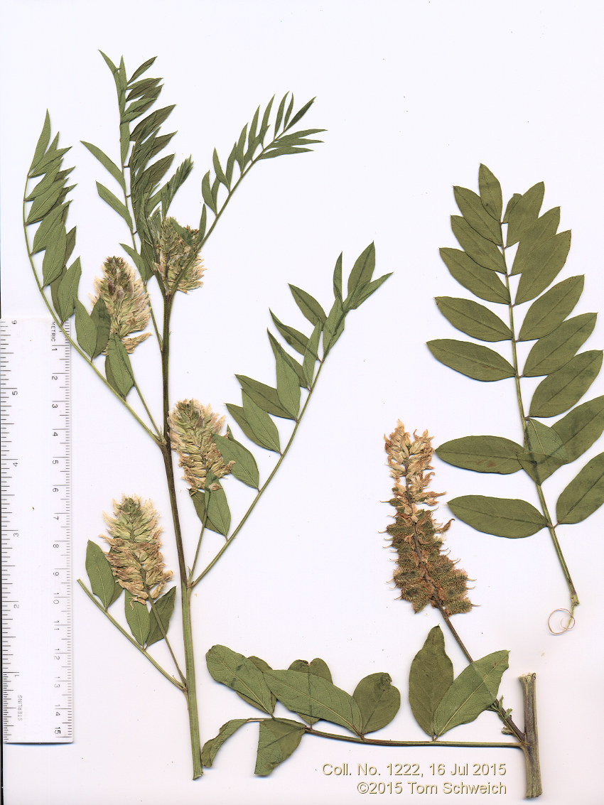 Fabaceae Glycyrrhiza lepidota