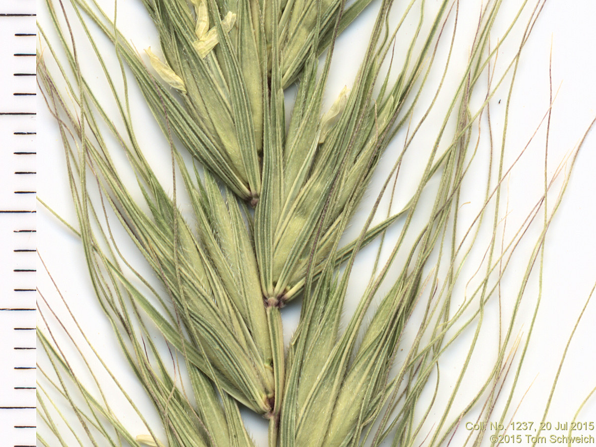 Poaceae Elymus canadensis