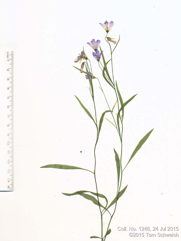 Campanulaceae Campanula rotundifolia